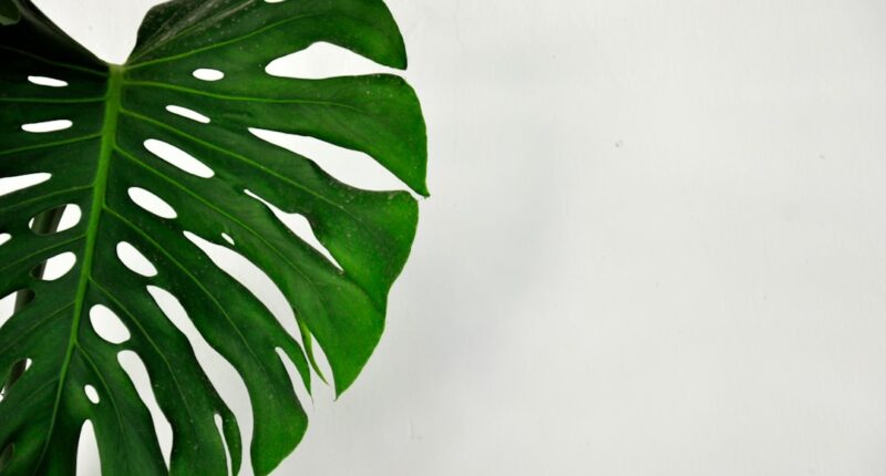 Photo Mucuna pruriens: Plant ADHD: Brain Article: Research