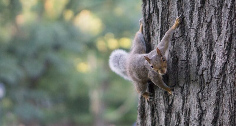 Photo Squirrel, tree