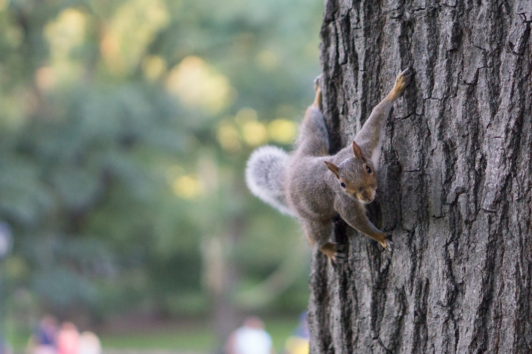 Photo Squirrel, tree