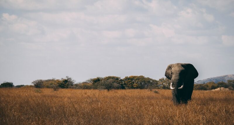 Photo Nouns: ADHD, HD brains, wild Image: Chaos