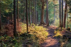 Photo forest trail
