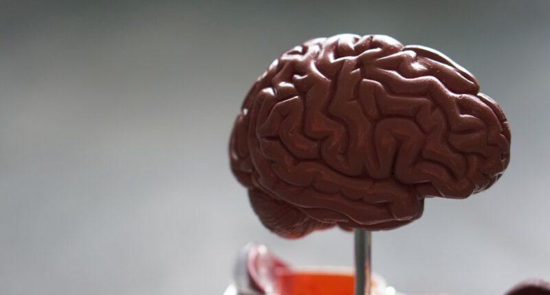 Photo Image: Vitamins, Brain