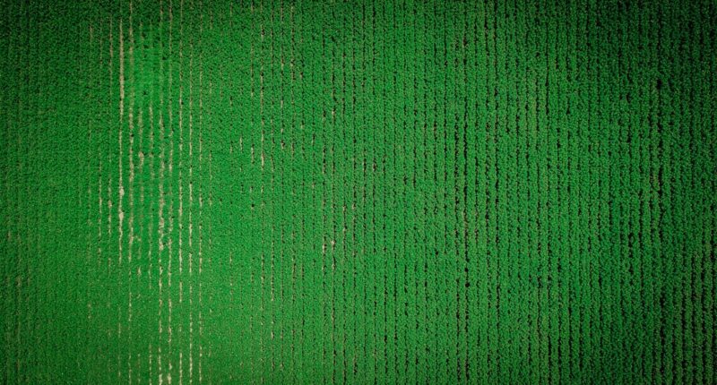 Photo 1 Brain waves 2 Green tea 3 ADHD symptoms 4 Capsules 5 Neurotransmitters 6 Concentration 7 Mental clarity 8 Supplements 9 Tea leaves 10 Attention