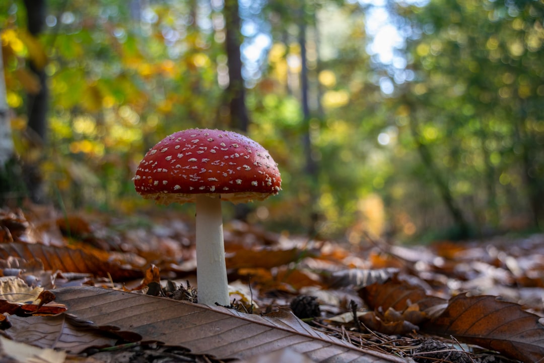 Photo Lions Mane: Mushroom Adderall: Pill