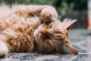 Photo Cat, ADHD