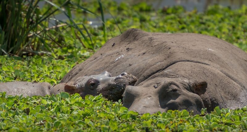 Photo Stressed parent