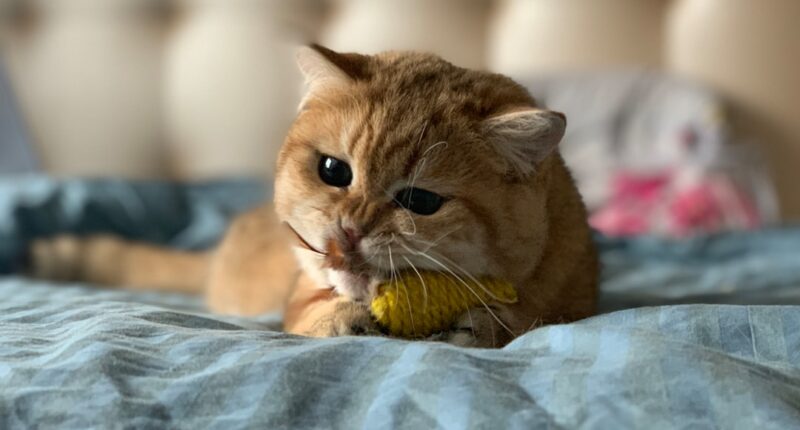 Photo 1 ADHD 2 Disability