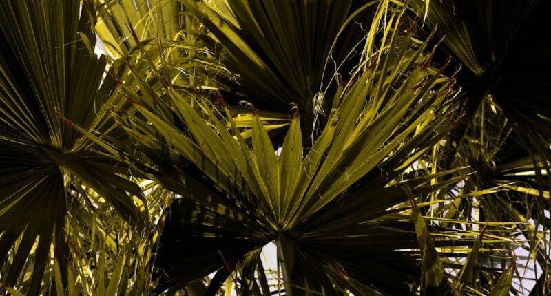 Photo Psychiatrist, psychologist