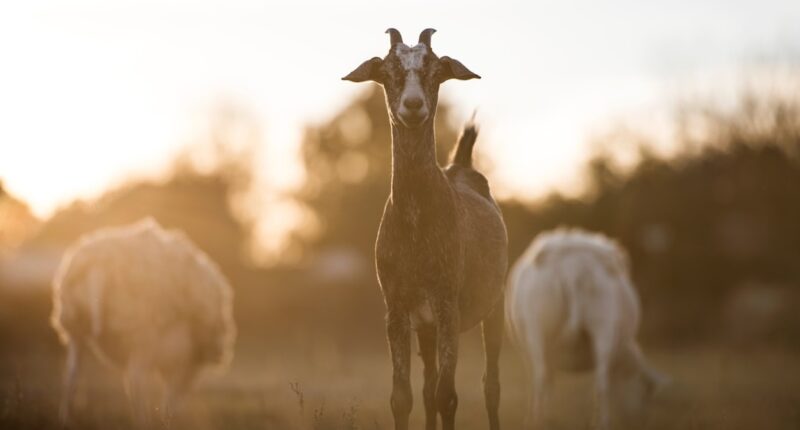Photo Early Intervention
